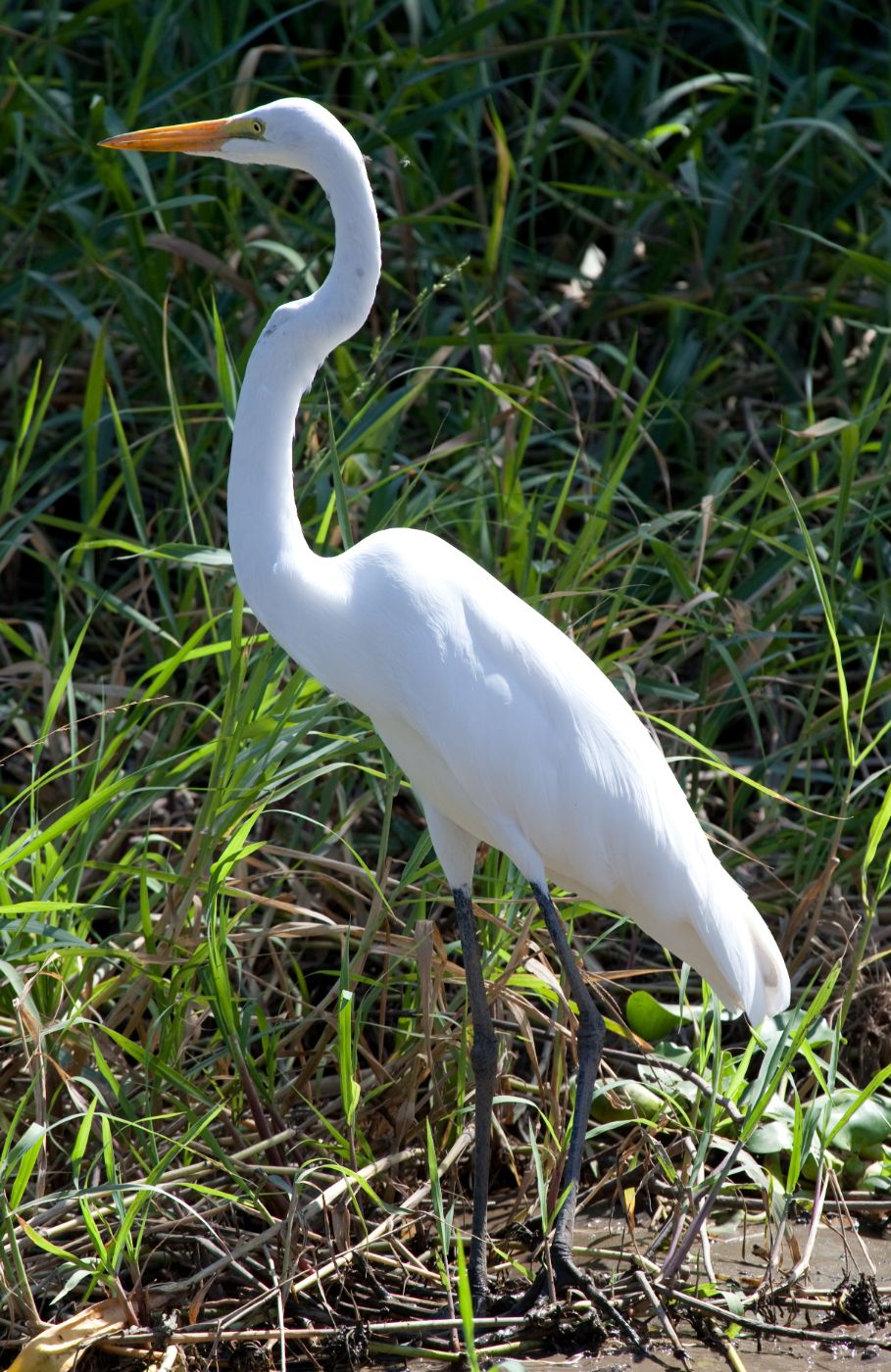 Palo Verde River Safari Tour